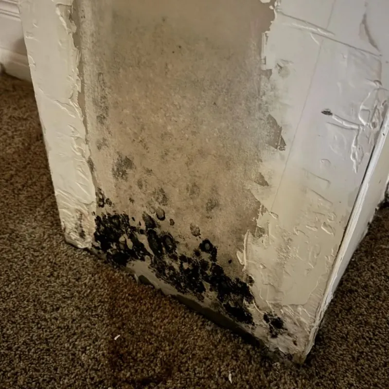 Professional Mold Removal in Mount Pleasant, WI